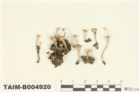 藏品(喇叭粉石蕊)的圖片